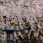 鎌倉の名所で春の写真撮影！